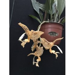 Stanhophia  jenischiana